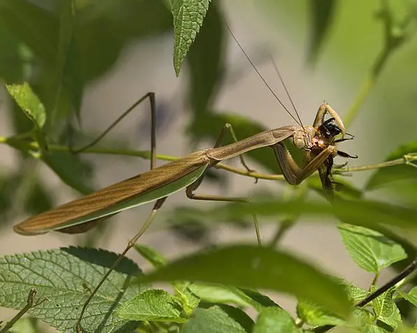 can praying mantis fly