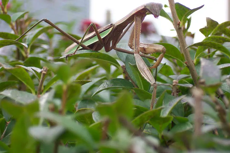 carolina praying mantis