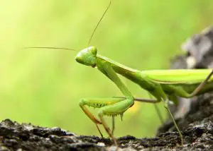 why are praying mantis endangered