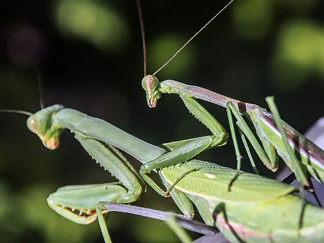 male and female praying mantis