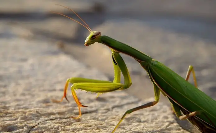 how big is a praying mantis