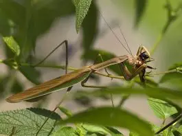 can praying mantis fly
