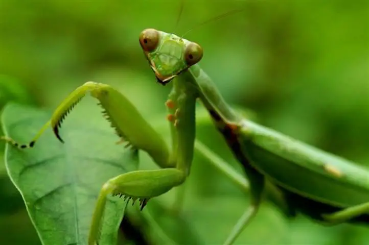 do praying mantis eat plants