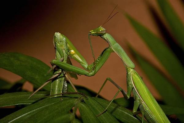 How Do Praying Mantis Eat?