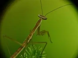 how many babies does a praying mantis have