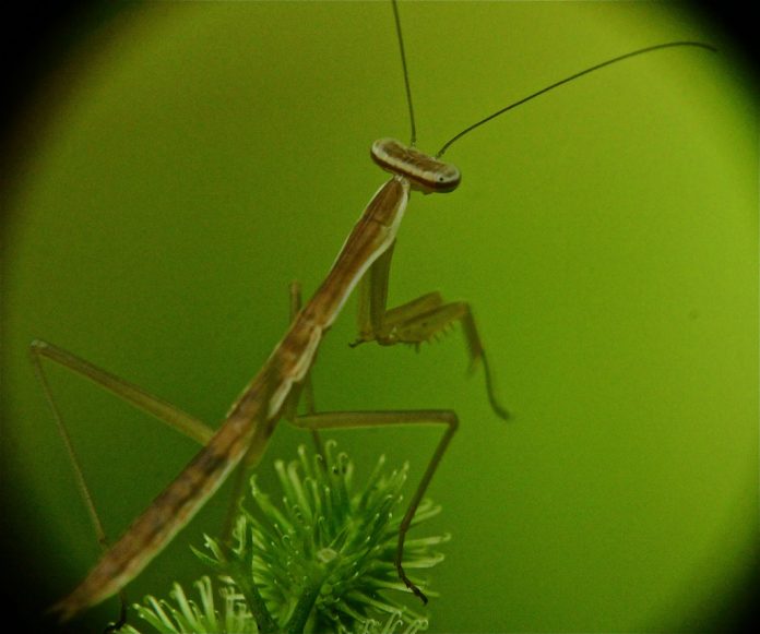 how many babies does a praying mantis have