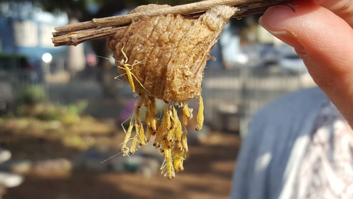 når praying mantis legge egg