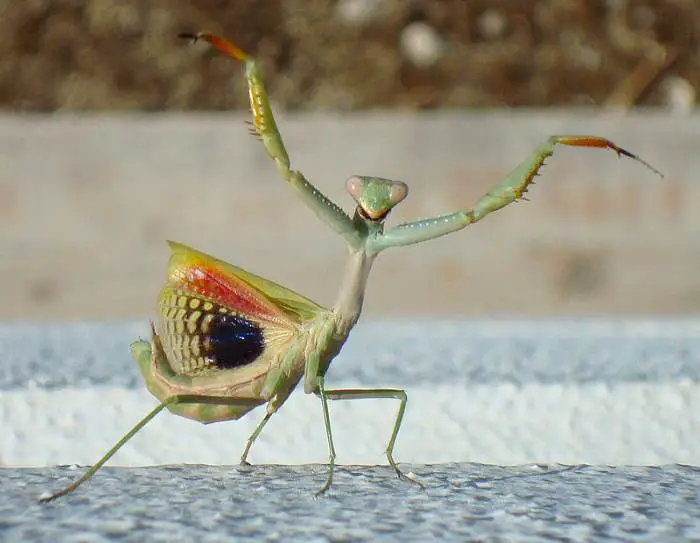 female-mantis-1.jpg