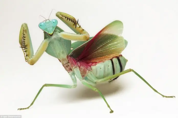 praying mantis fun facts