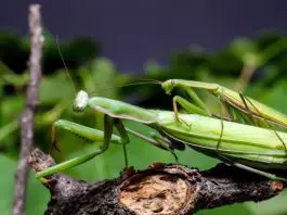 praying mantis mating facts