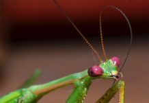 Is a Praying Mantis an Insect? is a praying mantis an insect