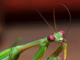 is a praying mantis an insect
