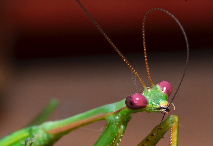 Male Vs Female Praying Mantis Differences And