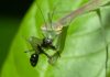 Do Praying Mantis Eat Ants? do praying mantis eat ants