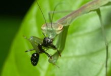 Do Praying Mantis Eat Ants? do praying mantis eat ants