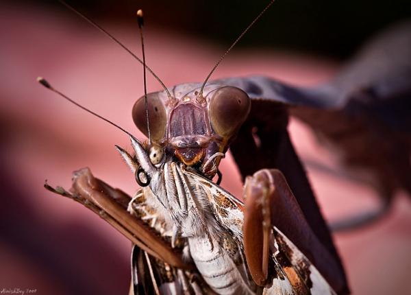 What Do Praying Mantis Eat? - Essential Facts about Mantids Diet