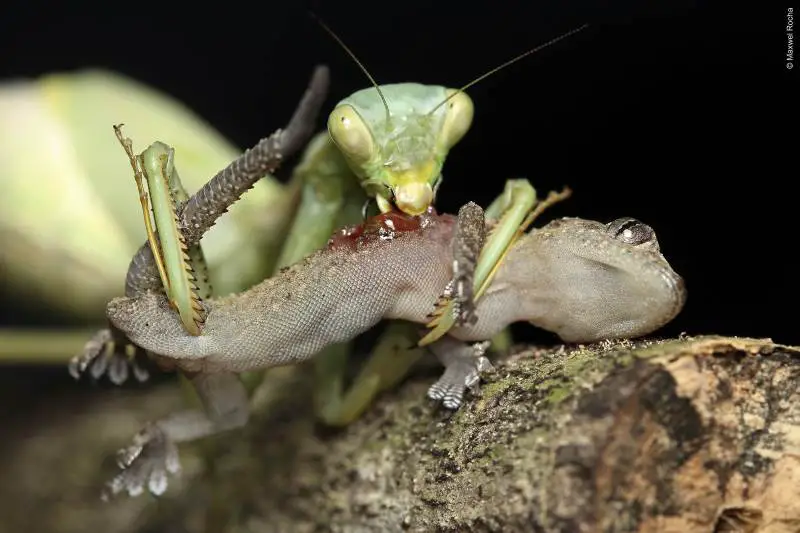 what do praying mantis eat in the garden 