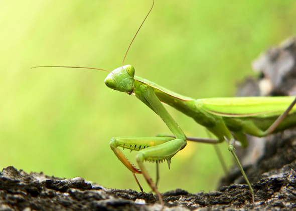 why are praying mantis endangered