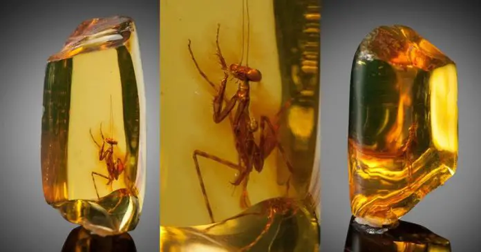 prying mantis scientific classification