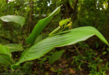 Where Do Praying Mantis Live? Praying Mantis Habitat & Distribution where do praying mantis live