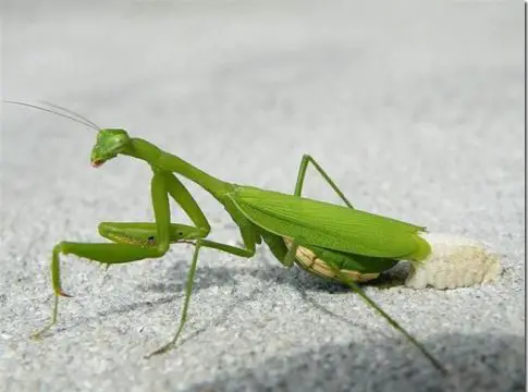 mantis praying
