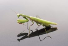 How Many Legs Does a Praying Mantis have? – Praying Mantis Legs how many legs does a praying mantis have