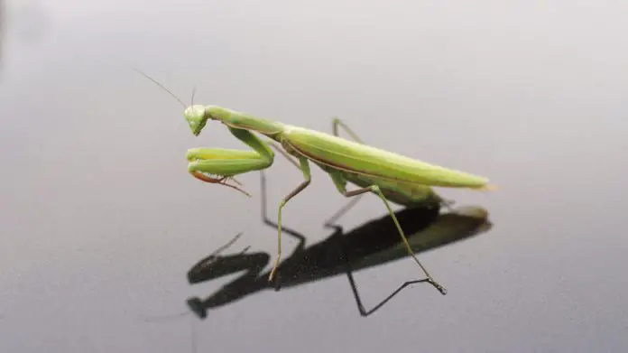 how many legs does a praying mantis have
