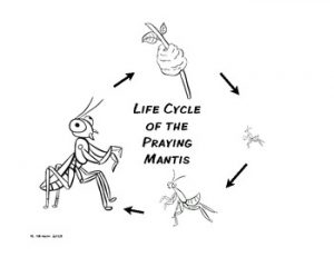 praying mantis life cycle