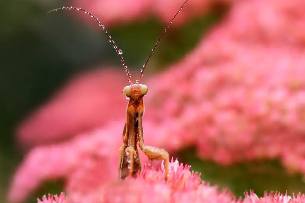 praying mantis eat ants