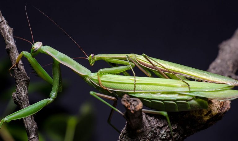 Praying Mantis Mating Ritual Habits And Facts Praying Mantis