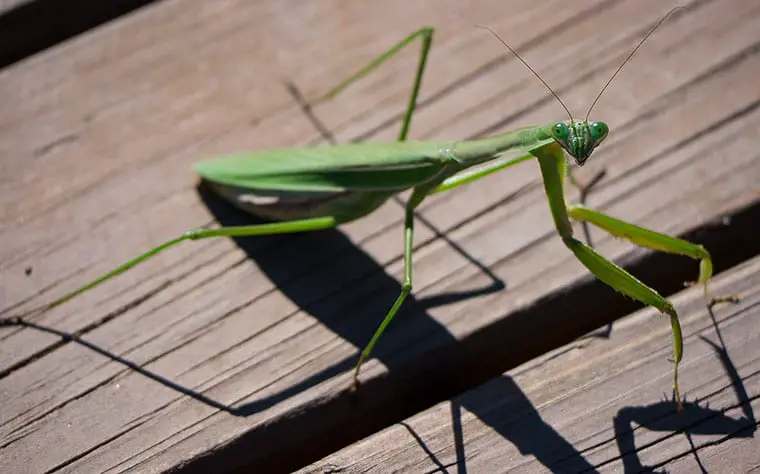 Praying Mantis Meaning - What does it Mean to See a ...