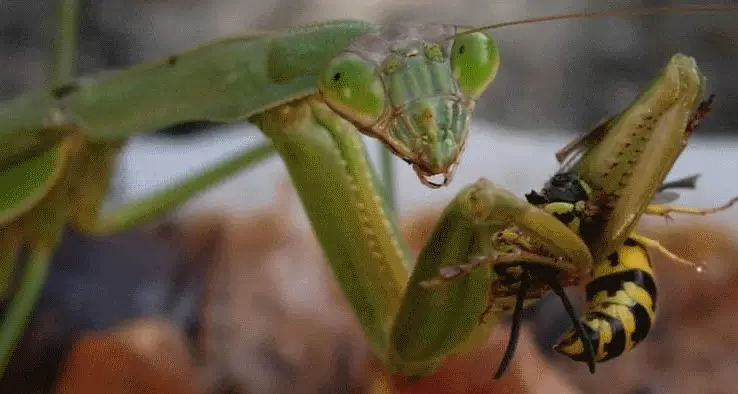 praying mantis eyes 