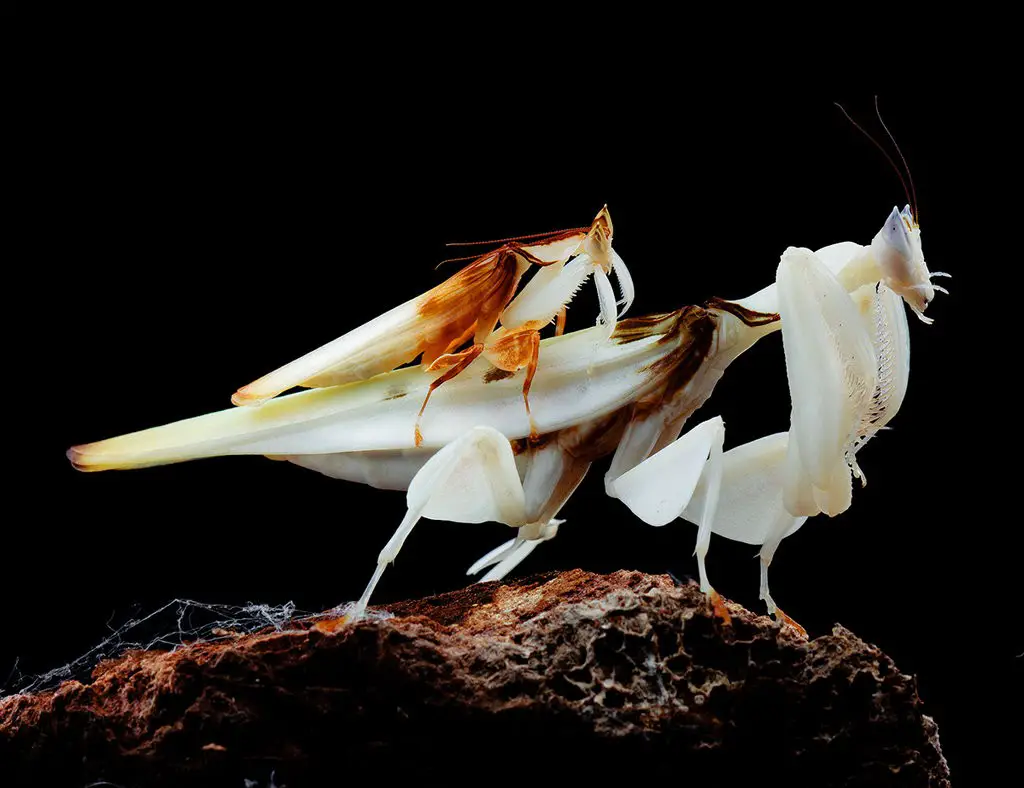orchid praying mantis facts 