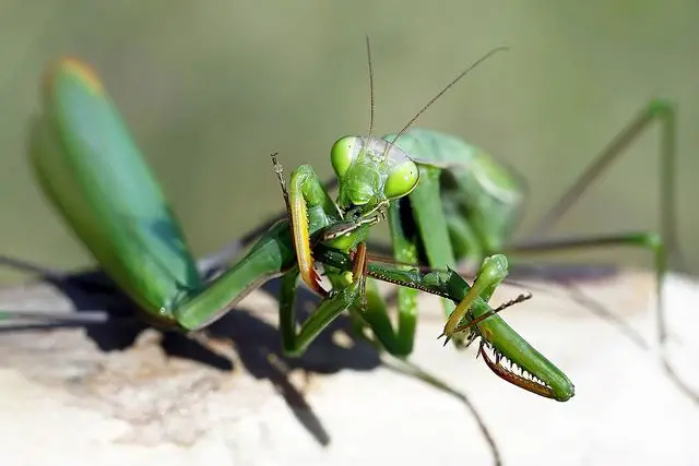 difference between male and female praying mantis