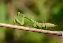 Giant Asian Mantis – Life Cycle, Diet, Habitat, Behavior