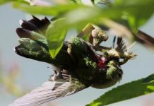 Can a Praying Mantis Kill a Hummingbird?