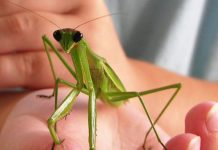 Do Praying Mantis Bite?
