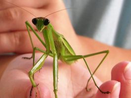 Do Praying Mantis Bite?