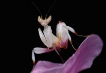 How Long Do Orchid Mantis Live?