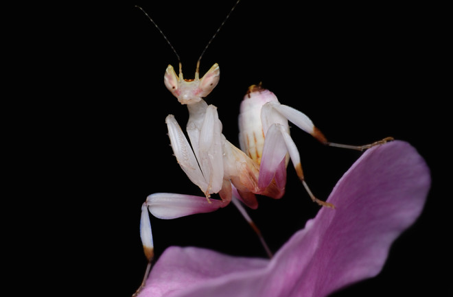 How Long Do Orchid Mantis Live?