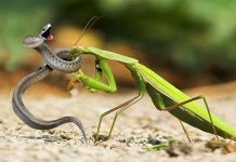 Can a Praying Mantis Kill a Snake?