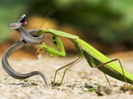 Can a Praying Mantis Kill a Snake?