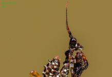 Spiny Flower Mantis – Diet, Behavior, Breeding, Feeding