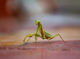 Are Praying Mantises Dangerous to Dogs?