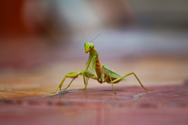 Are Praying Mantises Dangerous to Dogs?